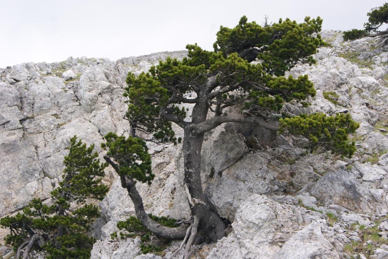 Tana Libera Tutti 1 Nature, Yourself, Love Viggianello Dış mekan fotoğraf